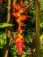Picture of HELICONIA DROP