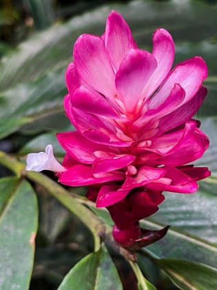 Picture of GINGER BLOSSOM
