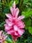 Picture of FLORAL HEART BLISS
