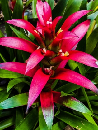 Picture of BOTANICAL BROMELIAD