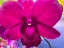 Picture of ORCHID DAZE