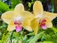 Picture of ORCHID PEACE IN YELLOW