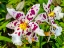 Picture of SMILEY ORCHID