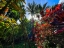 Picture of TROPICAL MELANGE