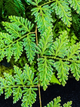Picture of EVERGREEN LACE
