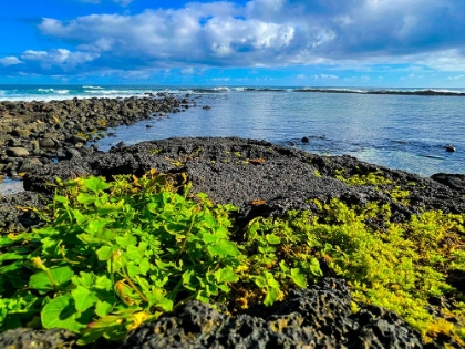 Picture of HILO MORNING RISE