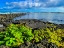 Picture of HILO MORNING RISE