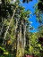 Picture of REACHING PALMS