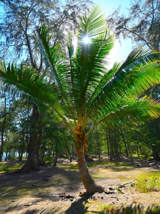 Picture of PALM 2