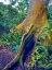 Picture of WALKING TREE