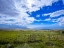 Picture of COUNTRY ROAD ON KOHALA COASTLINE
