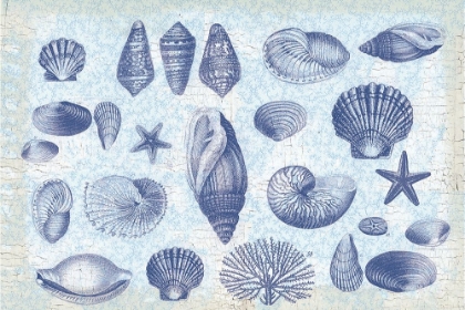 Picture of CASUAL COASTAL SHELLS