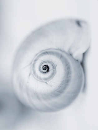 Picture of MOON SNAIL
