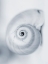 Picture of MOON SNAIL