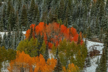 Picture of A CIRCLE OF COLOR