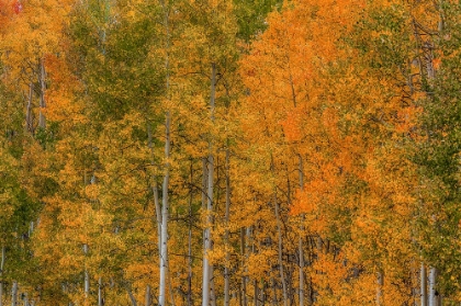 Picture of COLOR TRANSFORMATION