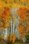 Picture of DALMATIAN AUTUMN