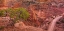 Picture of DESERT CONTRAST