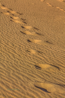 Picture of FOOTPRINTS IN THE SAND