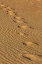 Picture of FOOTPRINTS IN THE SAND