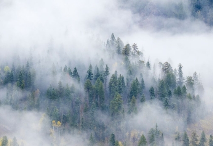Picture of FOREST IN THE CLOUDS
