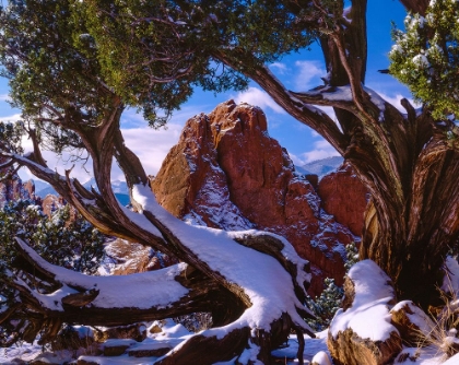 Picture of FRAMED BY NATURE