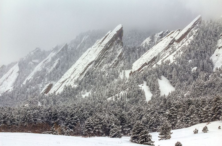 Picture of FROZEN RAPTURE