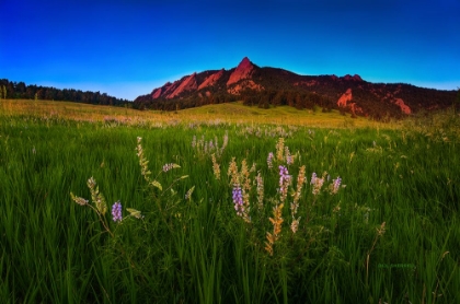 Picture of GLOWING FLATIRONS AND WILDFLOWERS