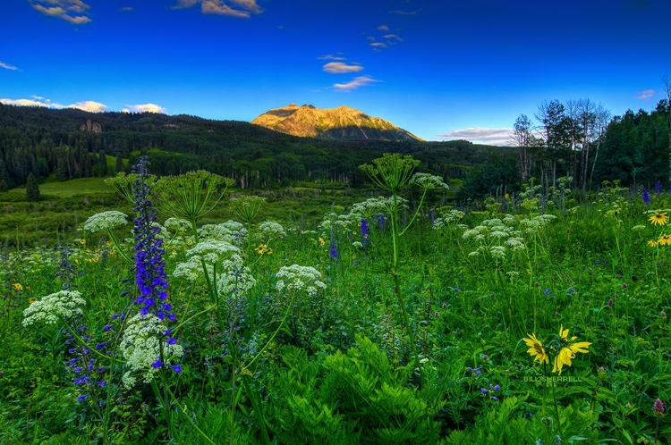 Picture of LIGHT WHISPERS AND WILDFLOWERS