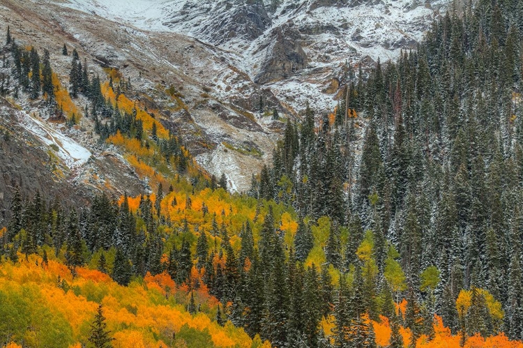 Picture of MOUNTAINS AND ASPENS