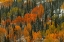 Picture of ORANGE FIRE