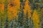 Picture of ORANGE PASTEL SPLASH