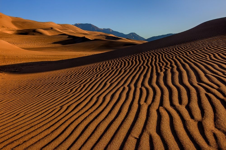 Picture of PEBBLE ON A SAND DUNE