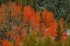 Picture of RED ORANGE SPLASH