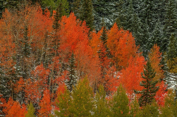 Picture of RED ORANGE SPLASH