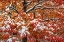 Picture of SEASONS OF CHANGE