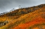 Picture of SHADES OF AUTUMN