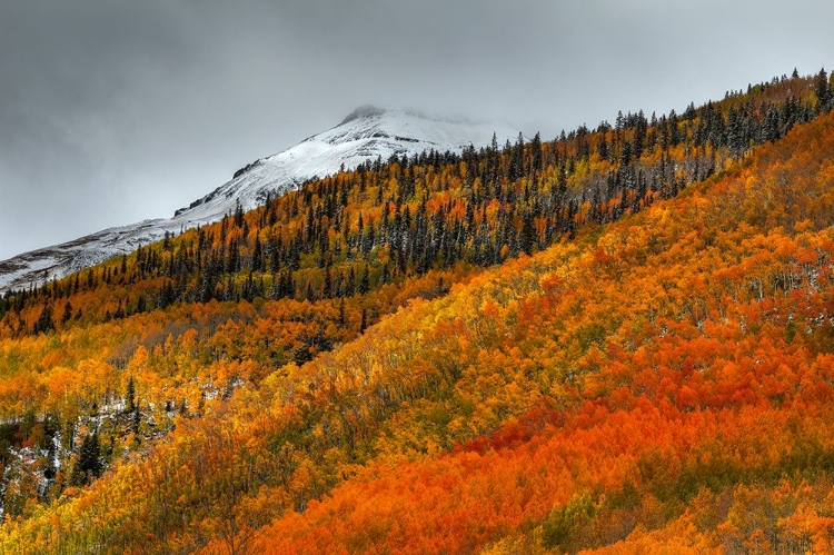 Picture of SHADES OF AUTUMN