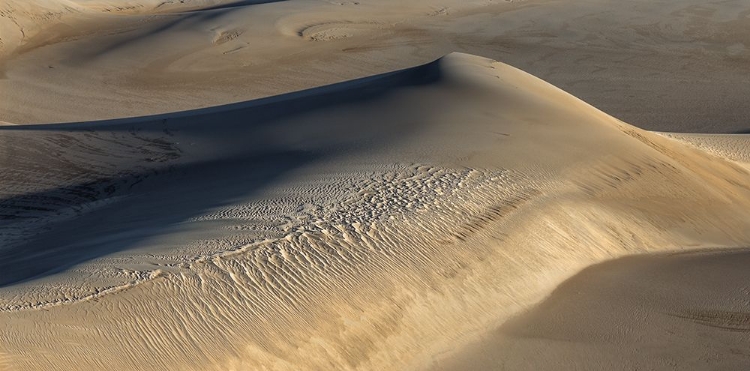 Picture of SHAPED BY THE WIND