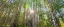 Picture of STARSHINE