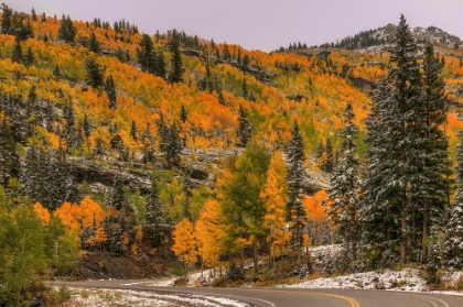 Picture of SWITCHBACK AUTUMN