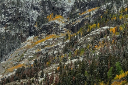 Picture of WHITE LACE AND COLORED RIDGES