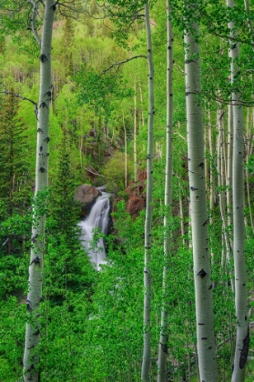 Picture of WILDERNESS FALLS