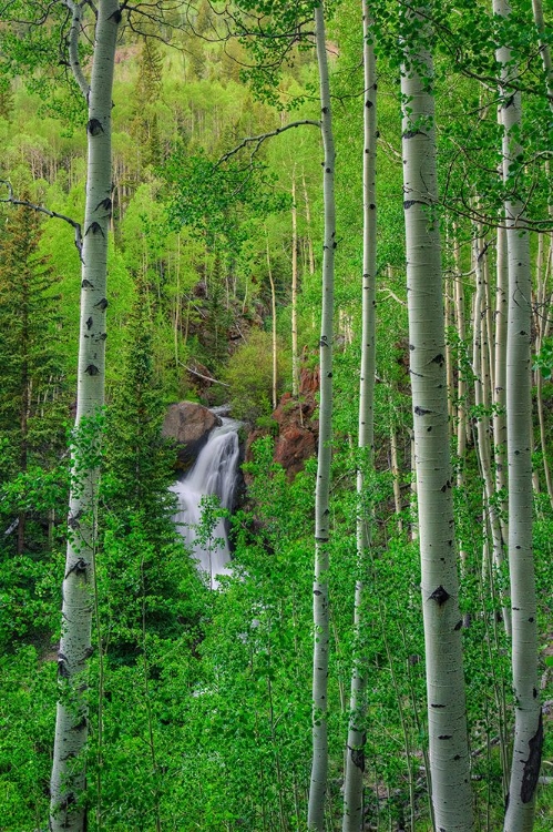 Picture of WILDERNESS FALLS