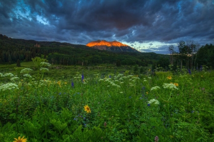 Picture of WILDFLOWERS AND MOUNTAIN MAJESTY