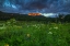 Picture of WILDFLOWERS AND MOUNTAIN MAJESTY