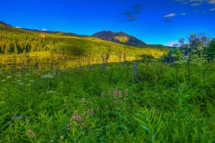 Picture of WILDFLOWERS AND WINDOWS OF LIGHT