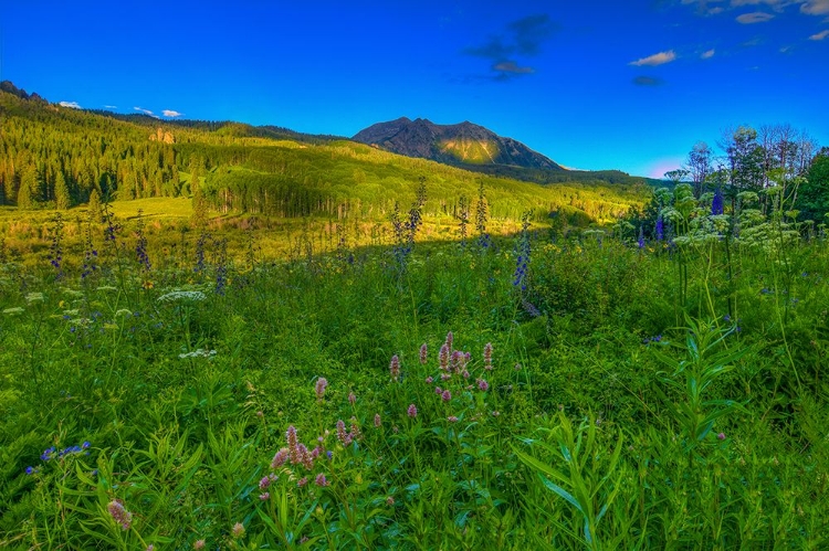 Picture of WILDFLOWERS AND WINDOWS OF LIGHT