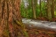 Picture of WOODSY