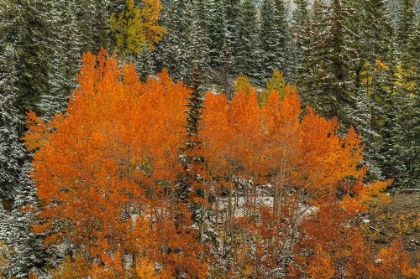 Picture of ASPEN FLAMES